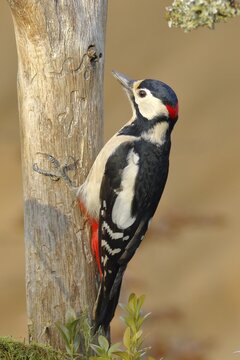 Great spotted woodpecker (Dendrocopos major), male, sitting on dead wood, Siegerland, North Rhine-Westphalia, Germany