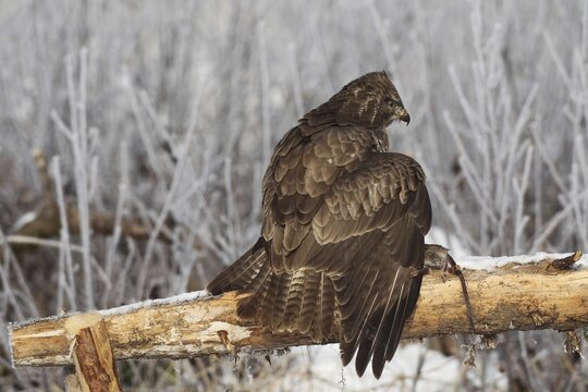 Common steppe buzzard (Buteo buteo) in winter, dark brown colour morph, mantling over preyed rat (Rattus) Allg&auml;u, Bavaria, Germany