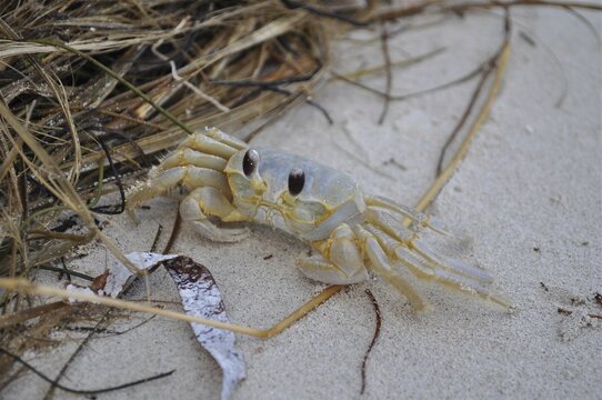 A ghost crab, the West Atlantic horse crab (Ocypode quadrata), sits on a sandy seabed amongst dried-up grass and leaves, at the John Pennekamp Coral Reef State Park dive site, Key Largo, Florida Keys, Florida, USA