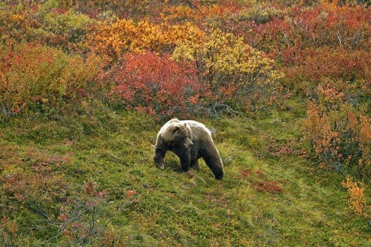 Grizzly bear (Ursus arctos horribilis) striding across the autumn-coloured tundra with a view of the coloured berry bushes, Denali National Park, Alaska, USA