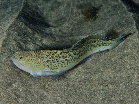 A fish with a wavy pattern, a weever (Trachinus draco), a venomous species, lies in the sand, dive site: El Cabron Marine Reserve, Arinaga, Gran Canaria, Spain, Europe, Atlantic Ocean