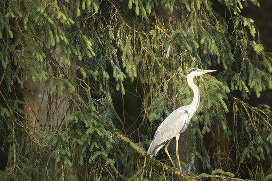 Grey heron (Ardea cinerea) on its roosting tree in the first light of dawn, Allg&auml;u, Bavaria, Germany
