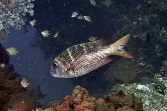 A Mangrove snapper (Monotaxis heterodon), surrounded by other marine animals, dive site USAT Liberty, Tulamben, Bali, Indonesia