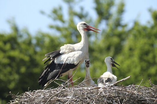 White stork (Ciconia ciconia) Old bird shields its young from strong sunlight with open wings, southern Sweden, Sweden