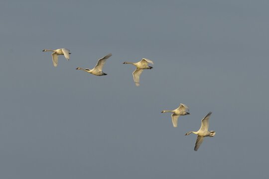 Mute swan (Cygnus olor) five adult swans birds in flight, RSPB Minsmere nature reserve, Suffolk, England, United Kingdom