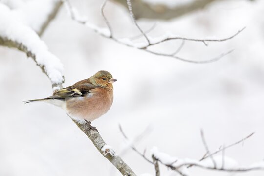 A male chaffinch (Fringilla coelebs) in typical matt winter dress, resting dress, winter, snow, Germany