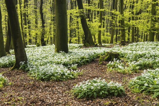 Wild garlic (Allium ursinum) in bloom in a beech forest in spring, Hilter, Lower Saxony, Germany