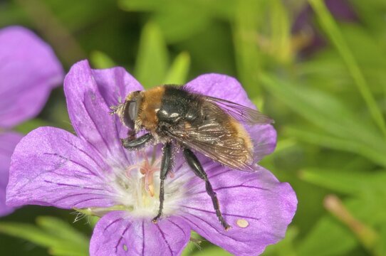Volucella bombylans (Volucella bombylans) feeding on bloody geranium (Geranium sanguineum) pollen, Baden-W&uuml;rttemberg, Germany
