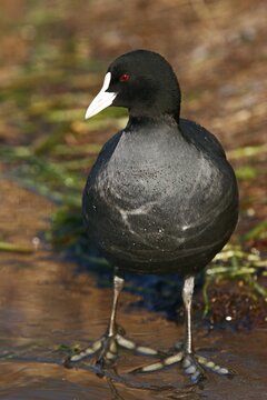 Eurasian Coot (Fulica atra), Thuringia, Germany