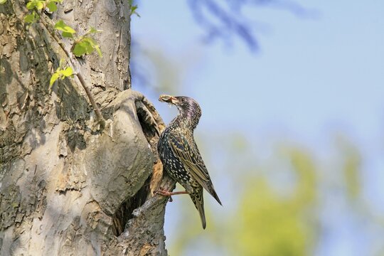 European Starling (Sturnus vulgaris) at nest