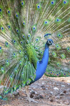 Peacock Indian peafowl (Pavo cristatus) beats wheel, Plaka Forest peacock forest, Kos, Dodecanese, Greece