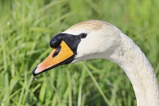 Mute swan (Cygnus olor) adult bird, portrait, animal portrait, wildlife, Ochsenmoor, Naturpark D&uuml;mmer See, H&uuml;de, Lower Saxony, Germany