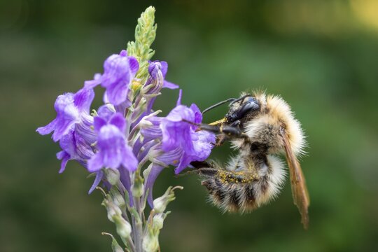 Macro photograph: Hairy-Footed Flower Bee (Anthophora plumipes) on a purple flower of the toadflax, Bavaria, Germany