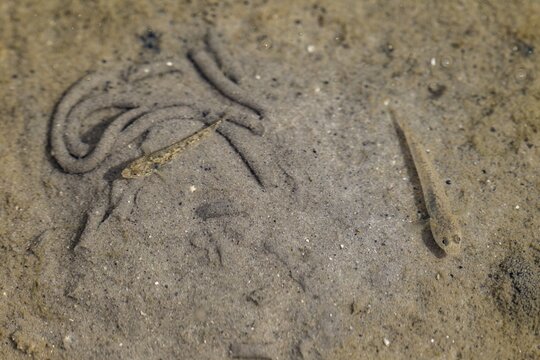 Beach gobies (Pomatoschistus microps) in a tidal pool on the North Sea coast, low tide, high tide, sea coast, August, Germany
