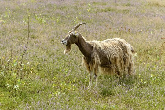 Artiodactyla, Capra Aegagrus Hircus, even-toed ungulate, domestic goat, cloven-hoofed, P&ouml;llwitzer Wald, Thuringia, grazing, domesticated animals, extensive grazing, goat, pet, heather care, mammals, willow, wild willow, goat