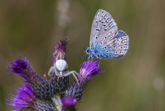 Arachnida, common blue, common blue, crested blue, misumena vatia, polyommatus icarus, arachnids, variable crab spider, arthropod, blue, butterfly, flower spider, arthropods, goldenrod crab spider, hunting, insects, hunting, crab spider, butterfly, spiders, butterflies, spiders, butterflies, butterflies, spiders, butterflies