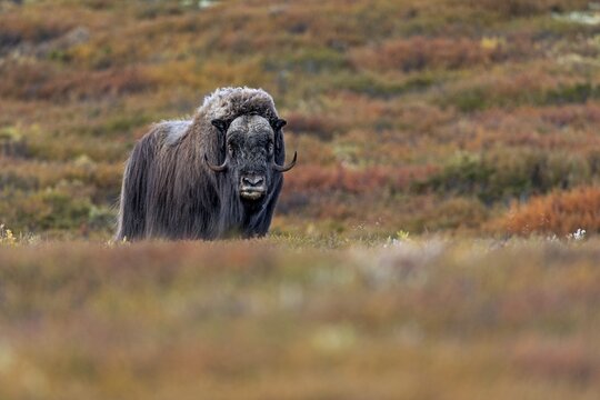An impressive musk ox bull (Ovibos moschatus) in the autumn-coloured tundra, Autumn, Autumn landscape, Ruska, Tundra landscape, September, Norway