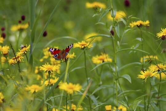 Pfauenauge , an (Buphthalmum salicifolium), Bavaria, Germany