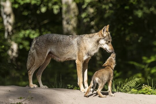 European gray wolf (Canis lupus) alpha wolf with pup, Germany
