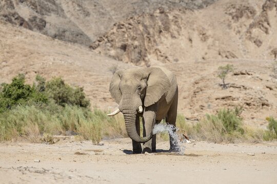 Desert elephant (Loxodonta africana) at a waterhole in the Hoarusib dry river, Kaokoveld, Kunene region, Namibia