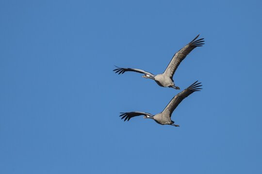 Cranes (grus grus) flying in front of blue sky, migratory bird, bird migration, V&auml;sterg&ouml;tland, Sweden