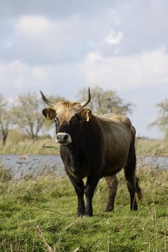 Heck cattle (Bos primigenius f. taurus), North Rhine-Westphalia, Germany
