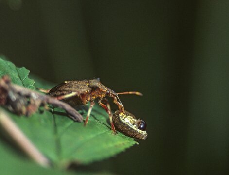 Heteroptera, bug, prey, capture, hunting, insects, hunting