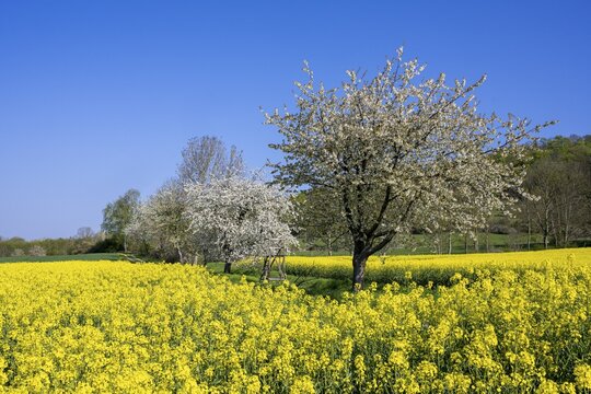 Blooming cherry trees on a rapeseed field near Bevern in the Weser Hills, Bevern, Holzminden, Lower Saxony, Germany