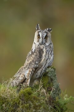 Long eared owl (Asio otus) adult bird on a tree stump in a woodland, Scotland, United Kingdom