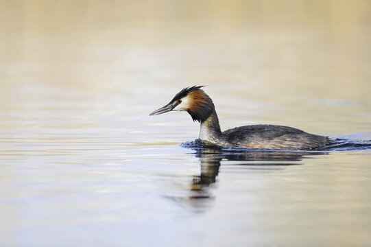 Great Crested Grebe (Podiceps cristatus), North Rhine-Westphalia, Germany