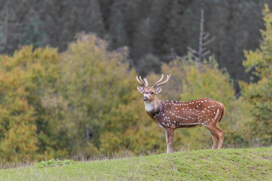 An axis deer stag (Axis axis) stands in a green meadow and watches the photographer attentively. A forest can be seen in the background