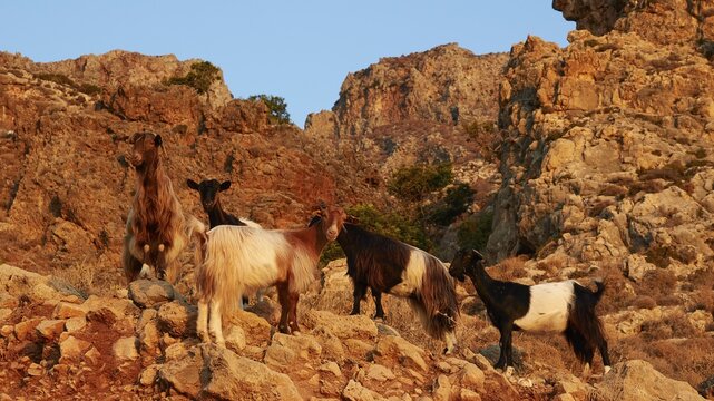 A group of goats standing on rocky terrain in a mountainous landscape, sheep (e) or goat (n), ovis, caprae, Crete, Greek Islands, Greece