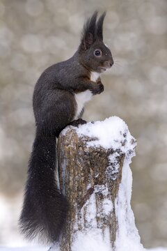Squirrel (Sciurus vulgaris), sitting on a tree stump, Terfens, Tyrol, Austria