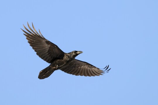 Raven (Corvus corax), in flight against a blue sky, M&uuml;nster, Tyrol, Austria