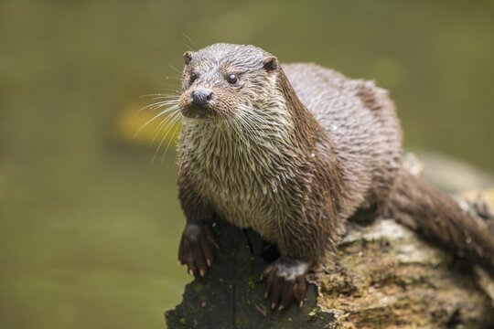 European otter (Lutra lutra) on a tree trunk by the water, captive, Germany