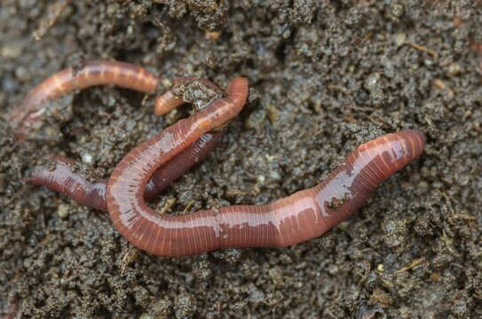 Annelida, clitellata, earthworm, shingles, lumbricidae, oligochaeta, annelids, few bristles, earthworm