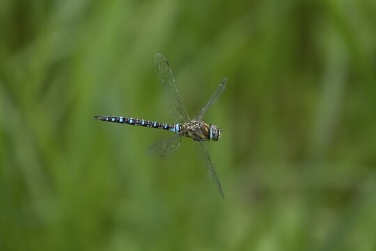 Migrant hawker (Aeshna mixta) dragonfly adult in flight, Suffolk, England, United Kingdom
