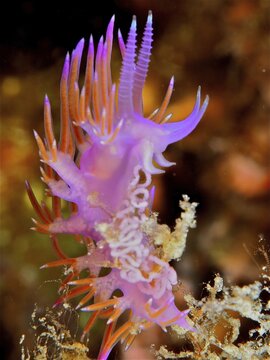 Purple thread snail (Flabellina affinis) with spawning line, Malpique dive site, La Palma, Canary Islands, Spain, Atlantic Ocean