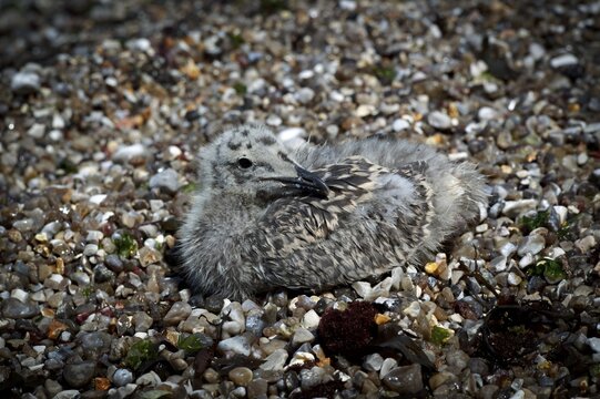 Herring Gull (Larus argentatus), juvenile, lying camouflaged on the beach between pebbles, pebbles, pebble beach, Yport, Alabaster Coast, La C&ocirc;te d'Alb&acirc;tre, Normandy, Seine-Maritime, France