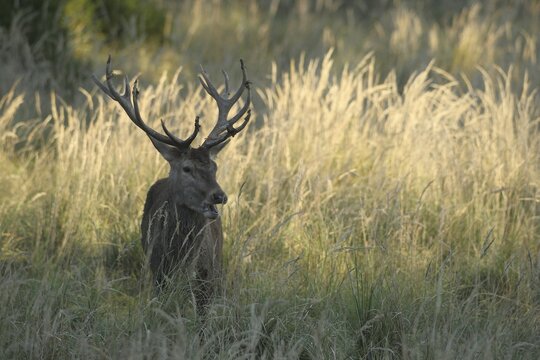 Red deer (Cervus elaphus) rutting stag in tall grass, Allg&auml;u, Bavaria, Germany, Allg&auml;u, Bavaria, Germany