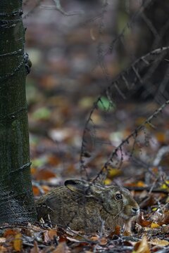 The brown hare (Lepus europaeus) uses its mare over a longer period of time, camouflage, protection, Germany