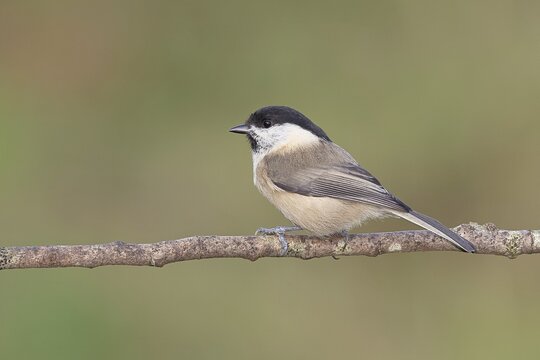 Willow Tit (Parus montanus) sitting on a branch, Wilnsdorf, North Rhine-Westphalia, Germany