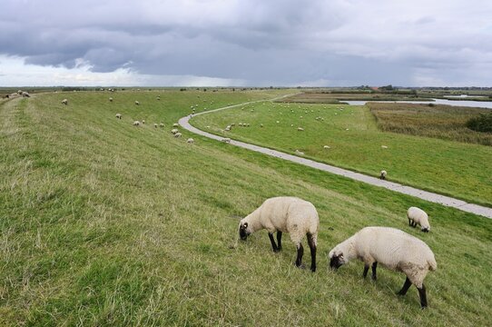 Domestic sheep (Ovis gmelini aries) grazing on the dyke, Greetsiel, Krummh&ouml;rn, North Sea coast, East Frisia, Lower Saxony