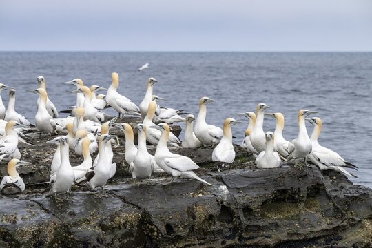 A group of adult northern gannets (Morus bassanus) on the rocky cliffs of the island of Noss, Shetland Islands, Scotland, Great Britain
