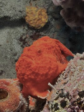 Longlure frogfish (Antennarius multiocellatus) . Pauls Reef Dive Site, Riviera Beach, Florida, USA
