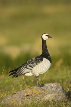 Barnacle Goose (Branta leucopsis) in meadow, Ramsvik, Sweden