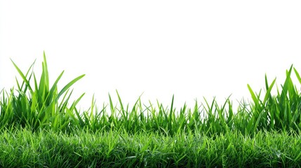 Fototapeta premium Fresh green grass blades against a bright white background cutout