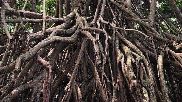 Close up of Banyan Tree Hanging Roots