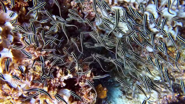 A mesmerizing underwater ballet unfolds as a large school of striped eel catfish gracefully glides over vibrant coral reefs.