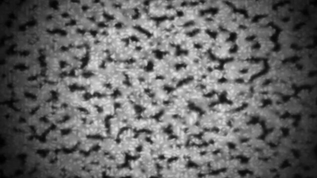 Abstract monochrome pattern with high contrast and organic textured shapes